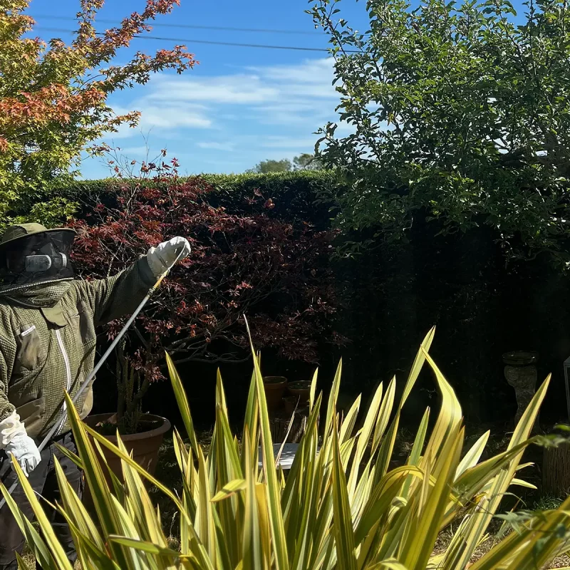 Pest control technician preparing to inspect a wasp nest while showing how to tell if you have a wasp nest